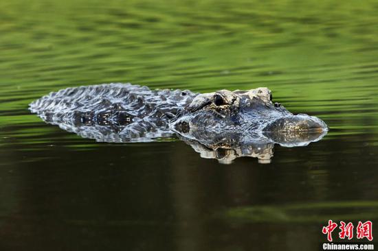 资料图。鳄鱼。
