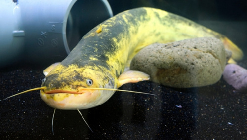 日本黄金鲶鱼变黑 专家疑与日照等因素有关(图)