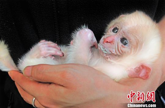 湖北宜昌诞生疑似罕见白化猕猴 引围观拍照(图)