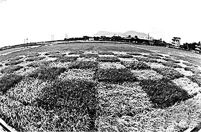 福州南郊转基因水稻试验田内，普通水稻遭虫害严重，已是枯黄一片，但紧挨着的转基因水稻则生长良好。法治周末图Y