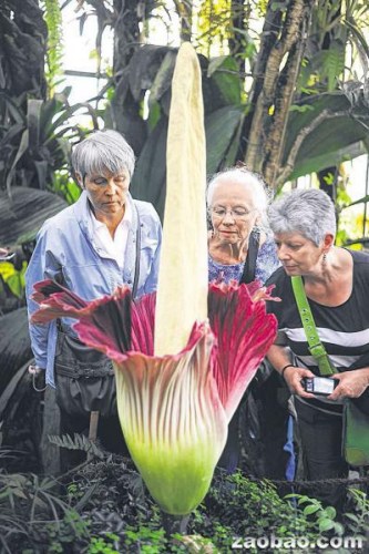 最臭“尸花”开放十年一次引上千游客围观（图）