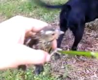 小狗跳湖勇救落水小鸟上演动物版“英雄救美”