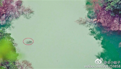 网友拍到的“水怪”照片。网络图片