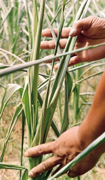 昨日中午，郑东新区贾鲁河边，本应开始抽穗的玉米因干旱只长有50多厘米高，叶子枯萎卷曲。