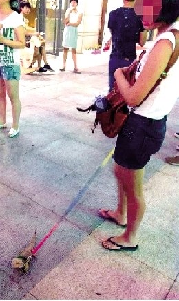 遛狗神马的都弱爆了