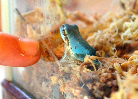 青蛙体长约2厘米，背部泛着浅蓝色。