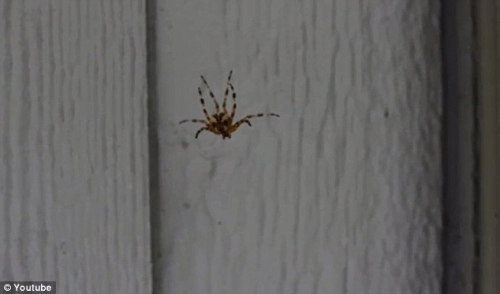 美国男子唱歌剧驱赶蜘蛛蜘蛛被吓“崩溃”(图)