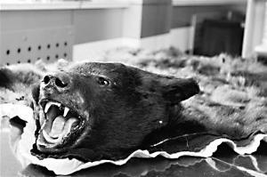 青岛入境越洋邮包现整张黑熊皮 头部四肢俱全