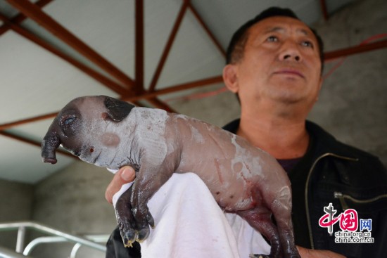 吉林“象鼻猪”鼻长近4厘米 仅存活2小时