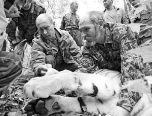 普京协助科学家给老虎戴上装有卫星跟踪器的项圈（资料图片）