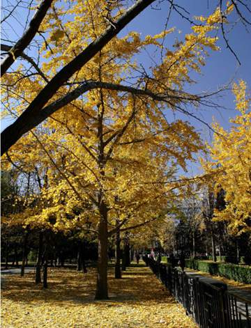 北京最低气温创下半年新低 早晚寒意浓外出需保暖 