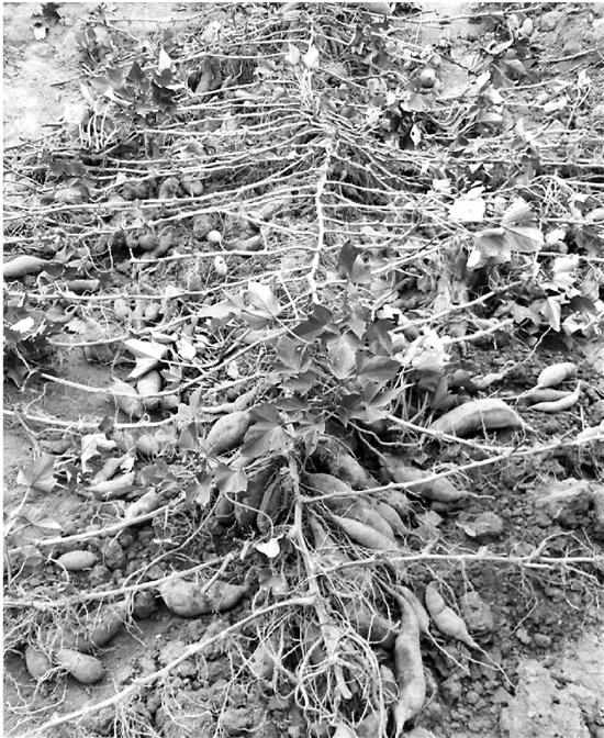 村民挖到“番薯王” 一根藤上结700个番薯(图)