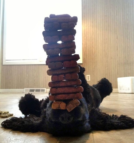 视频截图:这只小可卡可以用鼻子顶着一堆饼干保持平衡,这对普通的小狗来说已经是无法容忍的事情,食物就在眼前却不能吃。